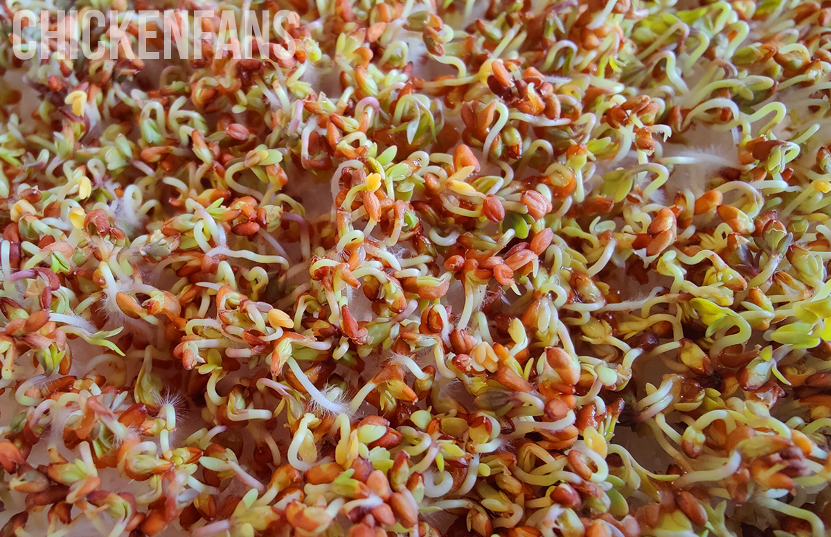 the second day of the sprouting grains for chickens process