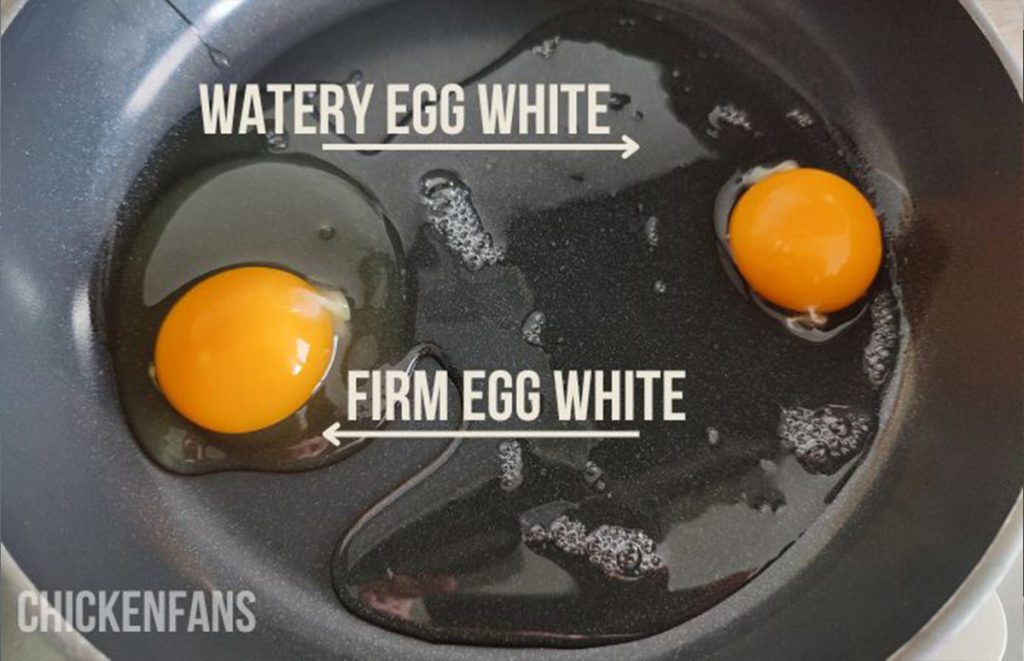 a chicken egg with firm egg whites and a chicken egg with watery egg whites