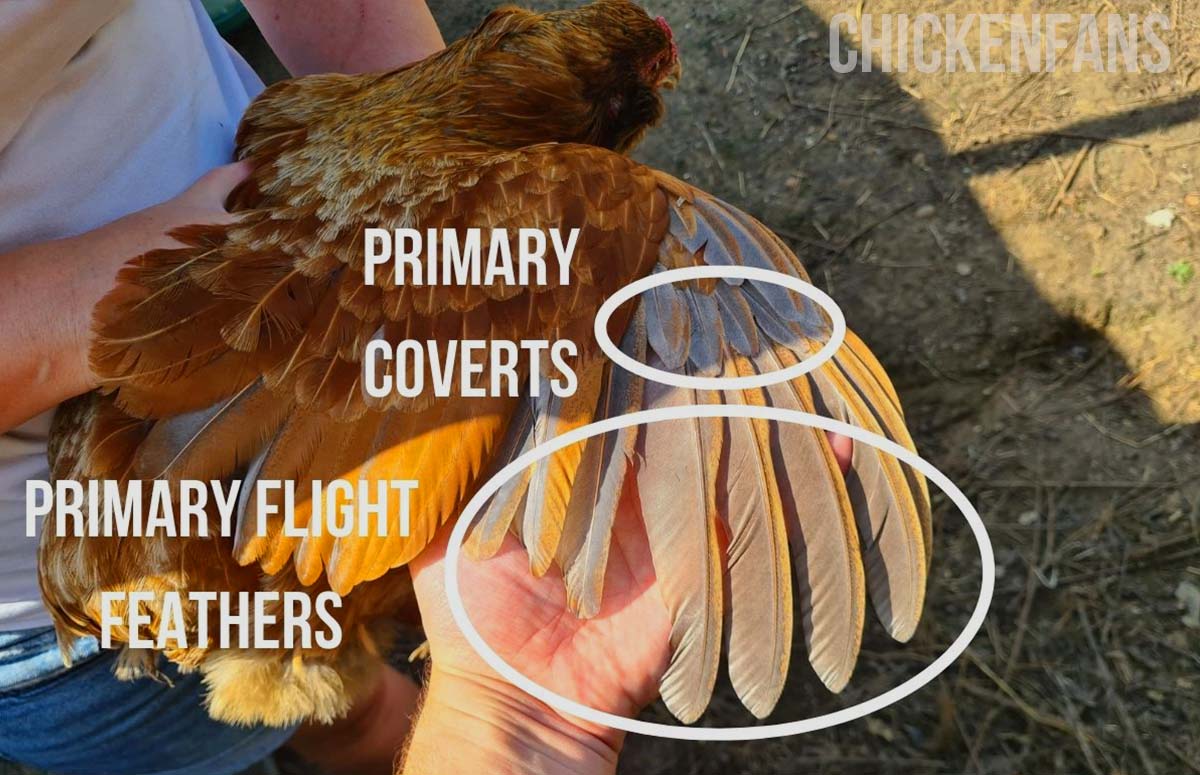 the difference between the primary flight feathers and primary coverts