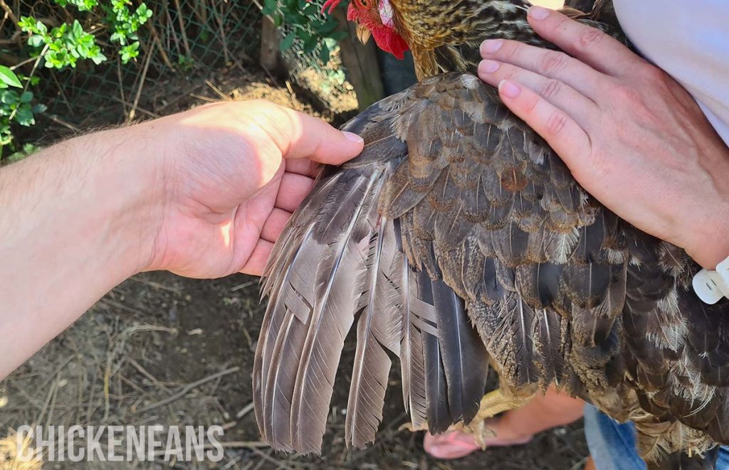 a chicken with clipped wing feathers