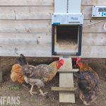 the ChickenGuard All-in-One chicken coop door
