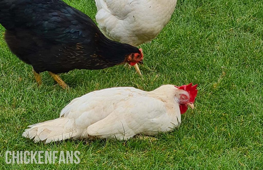 a chicken is lethargic and laying on the ground