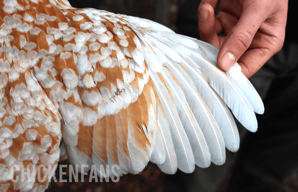 wing of a bantam chicken spread out to show the feather mottled patterns on the golden ground color