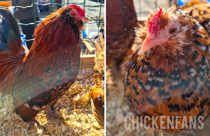 barbu d'anvers hen vs rooster