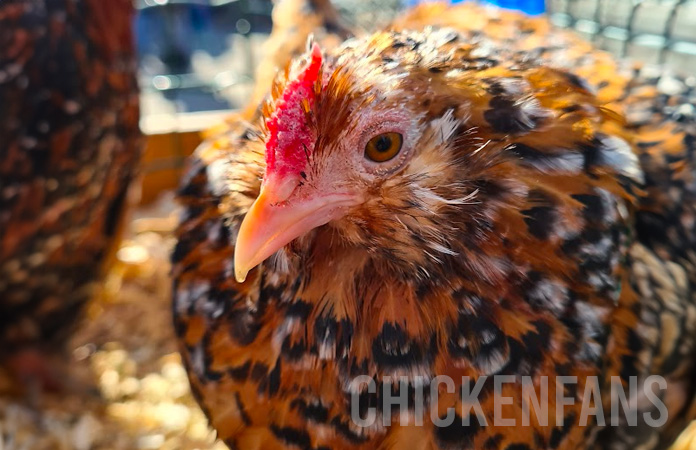 barbu d'anvers hen with mille fleur color