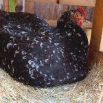 a hen sitting in a nesting box, preparing to lay an egg