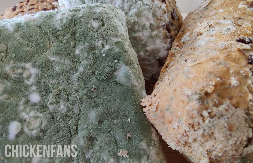 a close up of moldy bread 