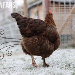 a chicken expelling gas