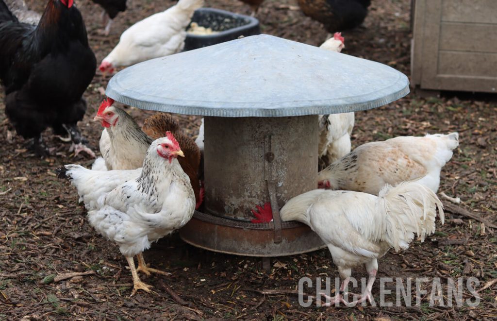 flock of chickens eating from a feeder standing on the soil