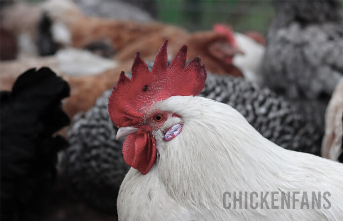 chicken comb with frostbite