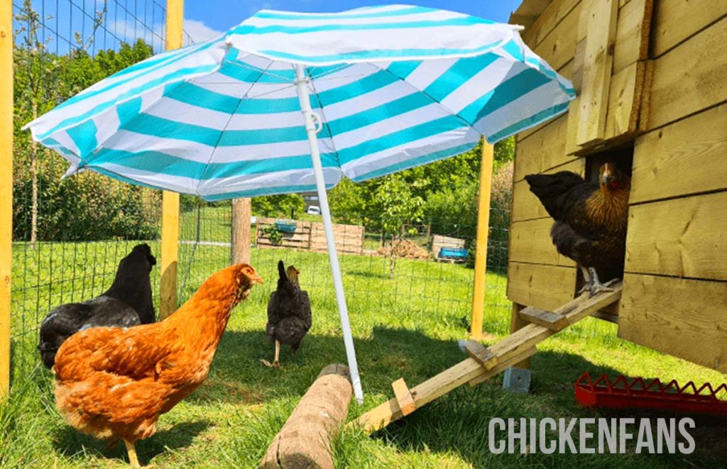 heatstress in chickens