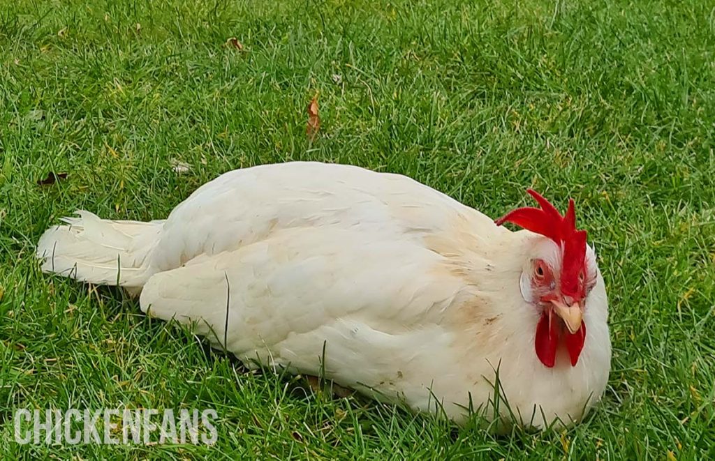 a chicken is lethargic and laying on the ground