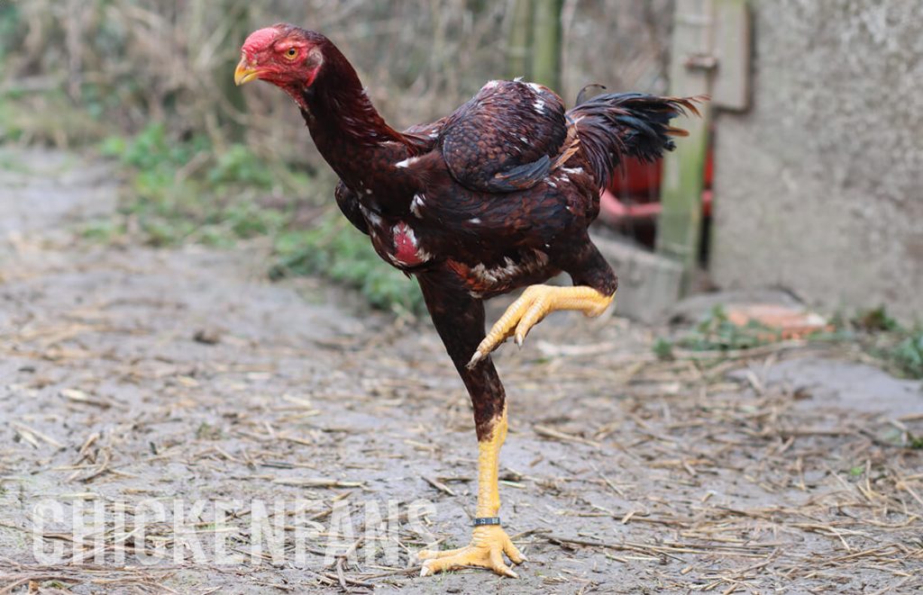 malay chicken with large legs