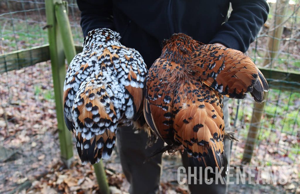 two bantams next to each other, showing the difference in white in the mille fleur pattern