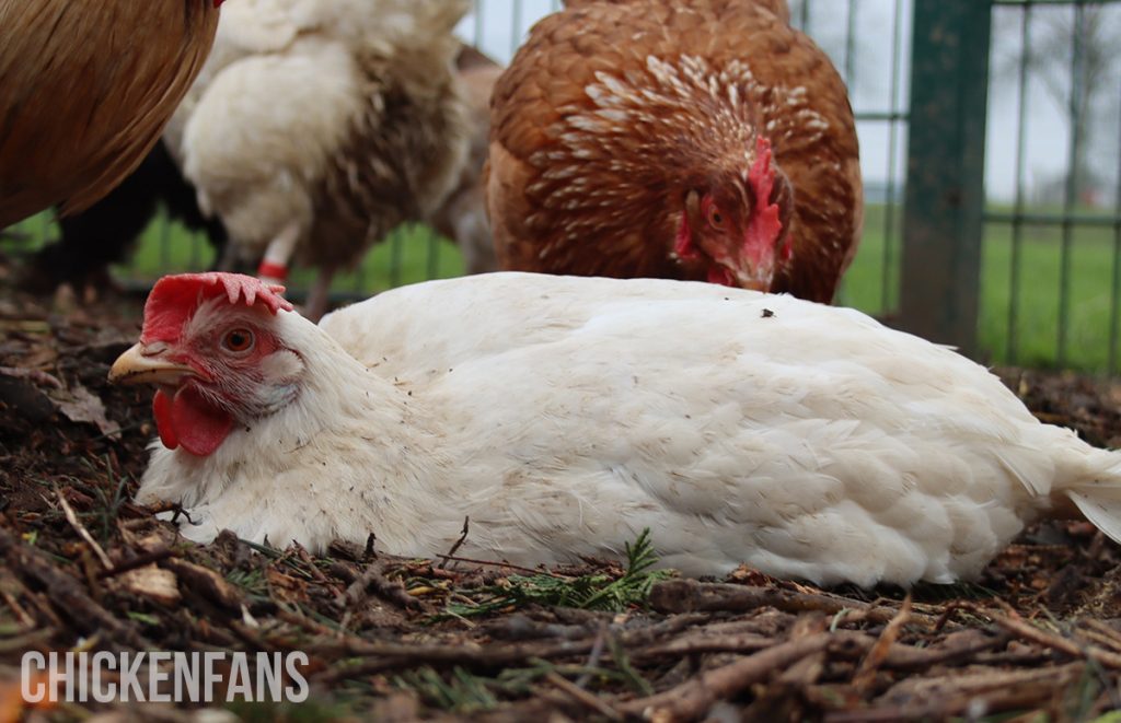 a chicken with a pale comb