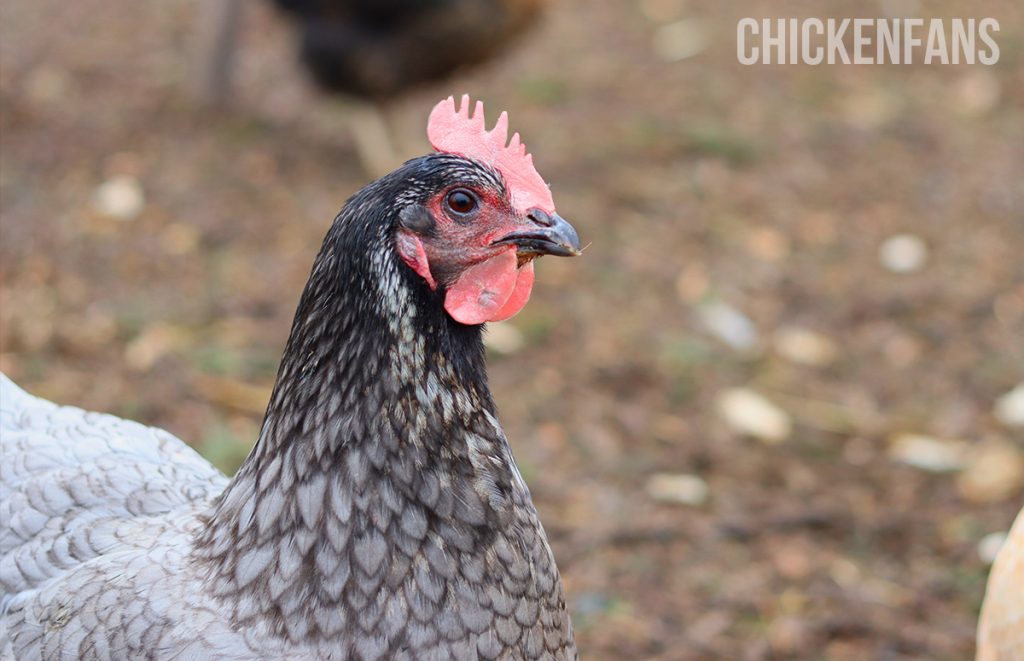 a chicken with a pale comb