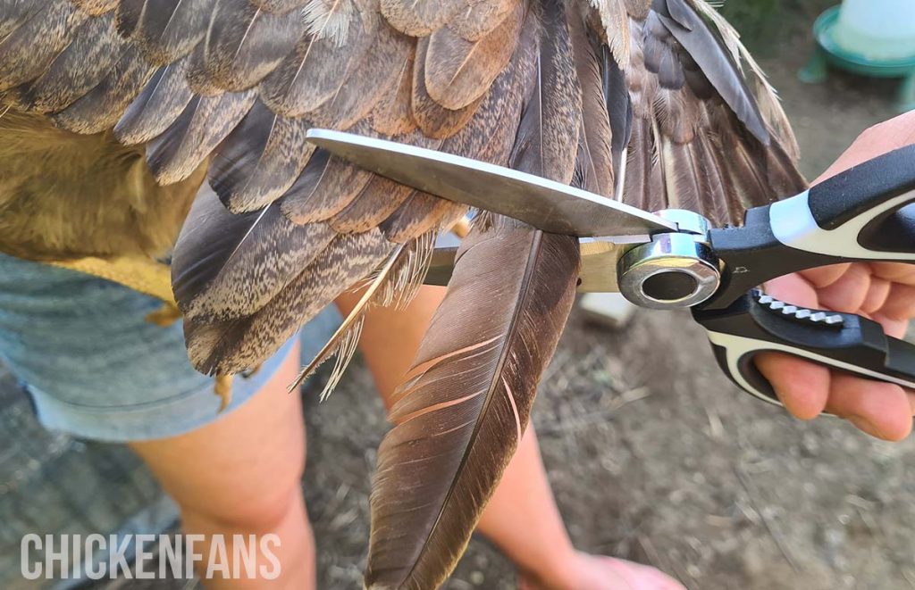 the clipping of a chicken's wing