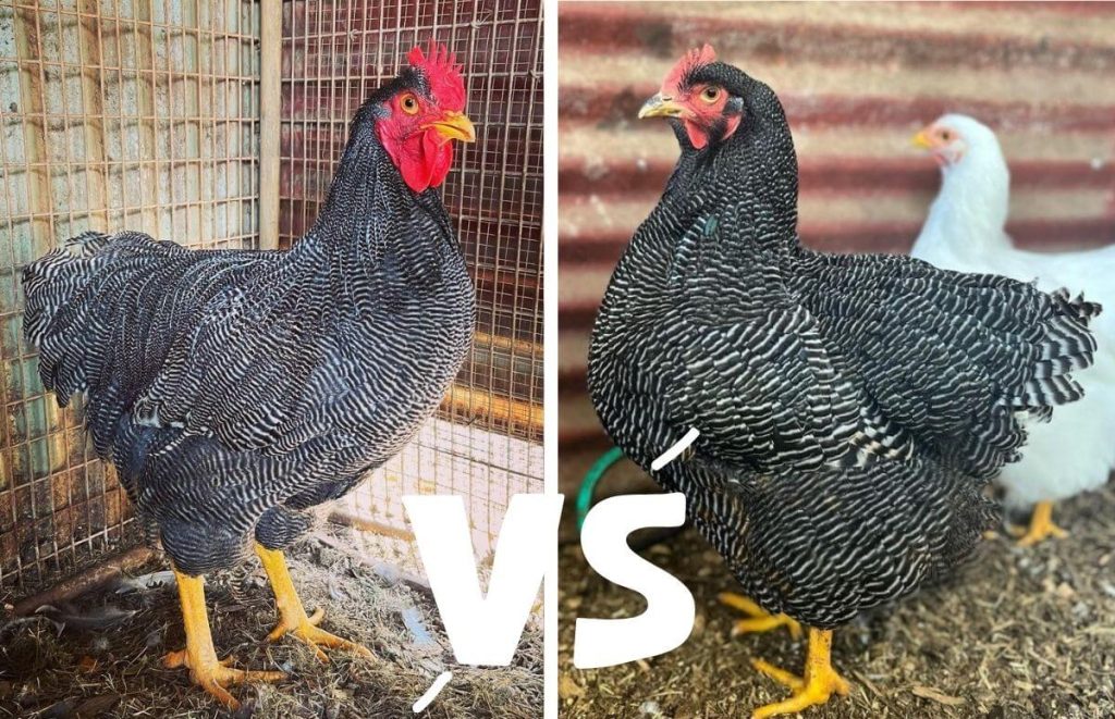 barred plymouth rock hen vs rooster