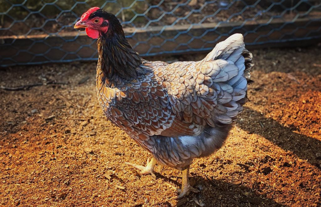 a blue laced red wyandotte hen