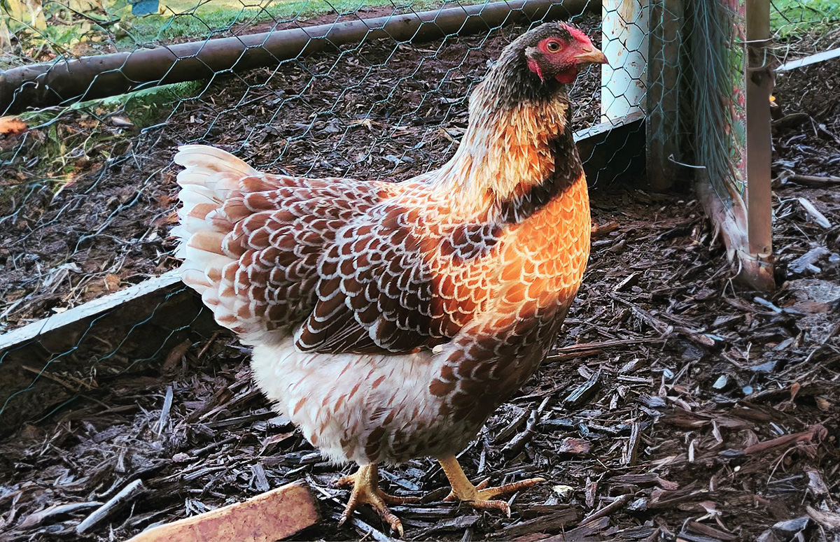 a Blue Laced Red Wyandotte hen