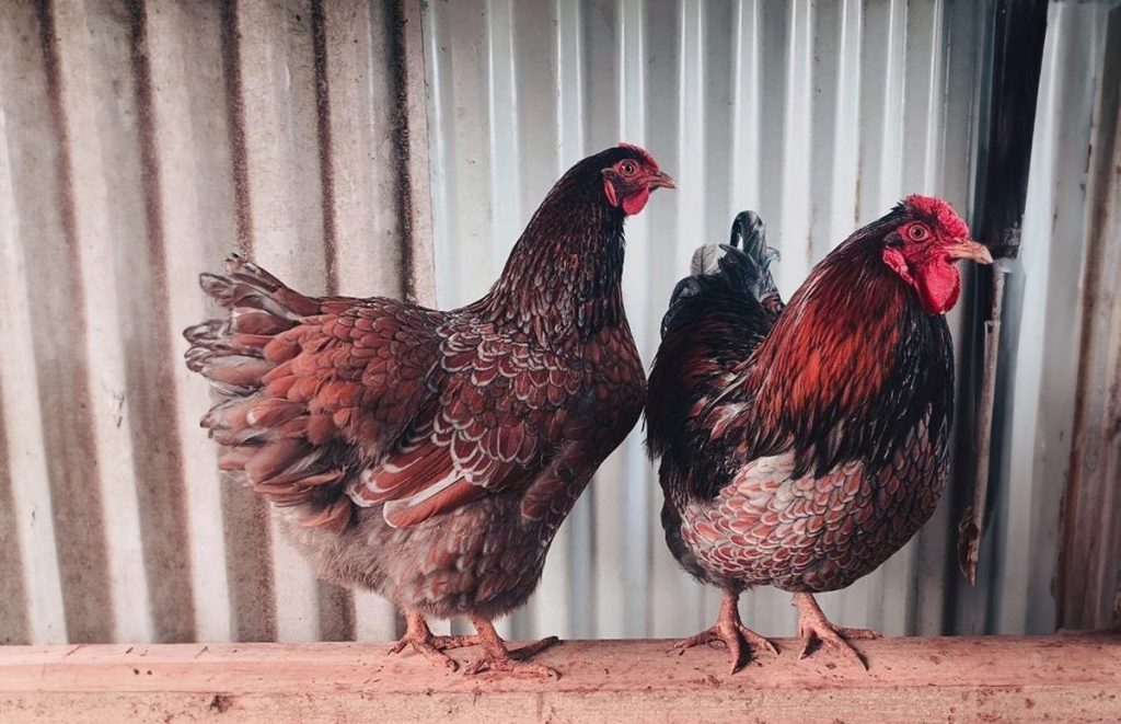 A Blue Laced Red Wyandotte rooster and hen