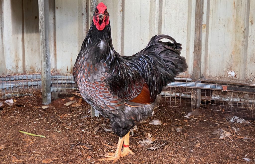 a blue laced red wyandotte rooster
