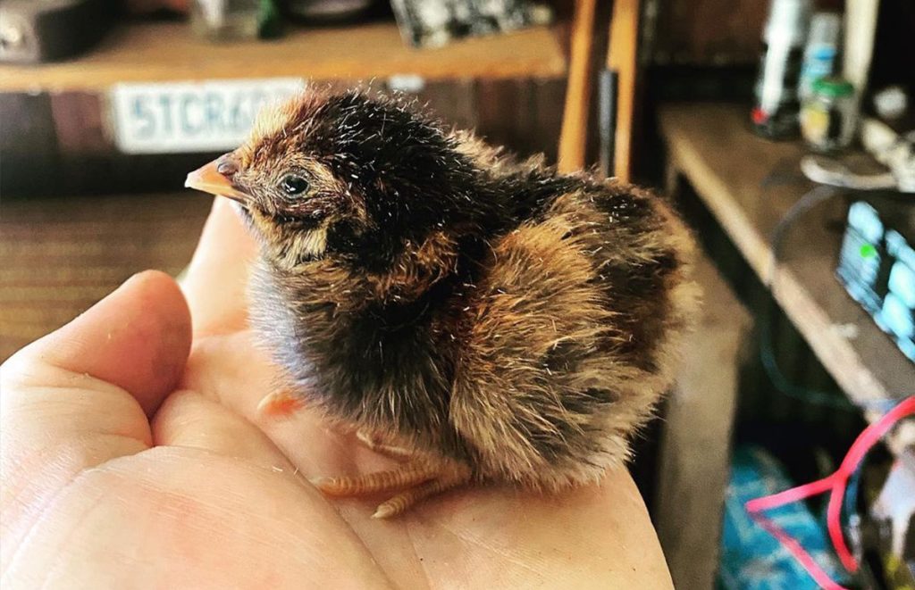 A Blue Laced Red Wyandotte chick that just hatched sitting on the hand of the breeder