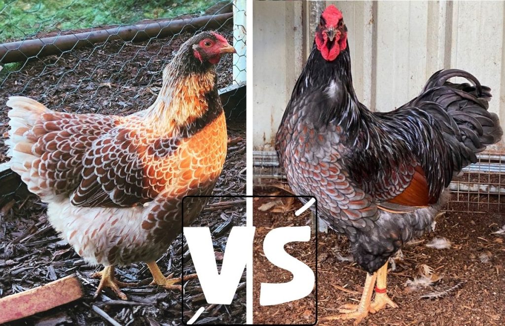 blue laced red wyandotte hen (left) and rooster (right)