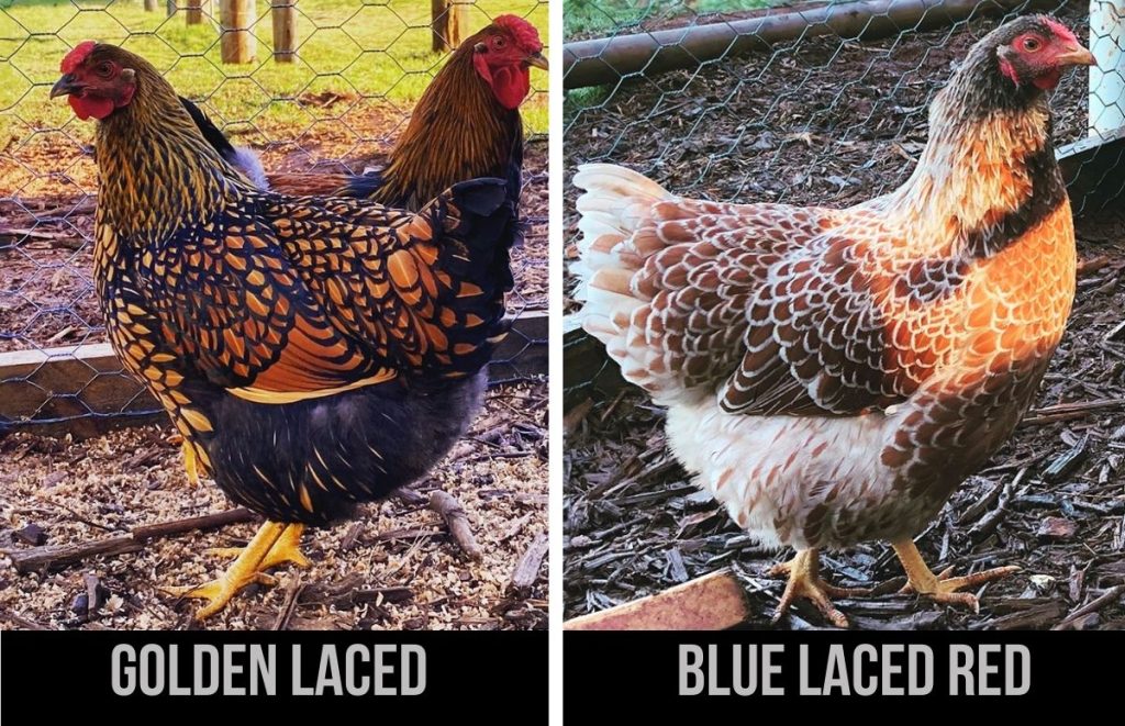 a golden laced wyandotte hen (left) and a blue laced red wyandotte hen (right)