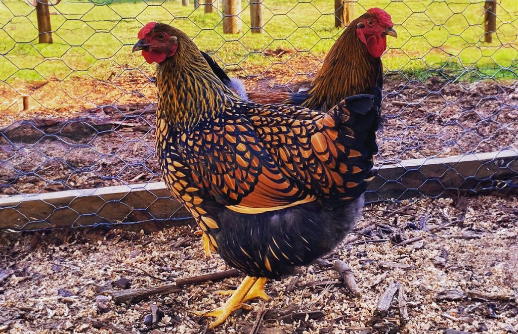 a golden laced wyandotte hen