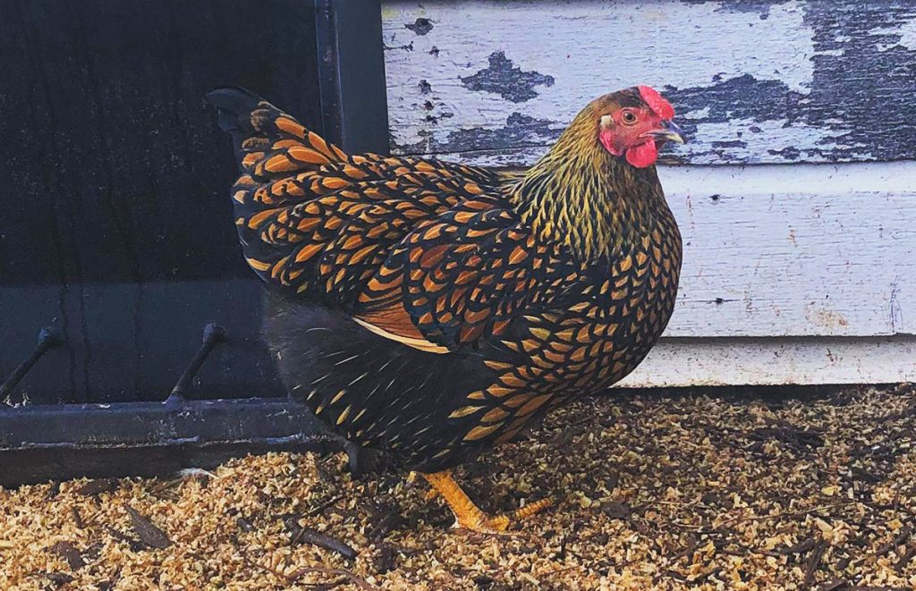 a golden laced wyandotte hen