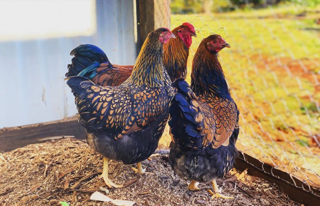 golden laced wyandotte chicken