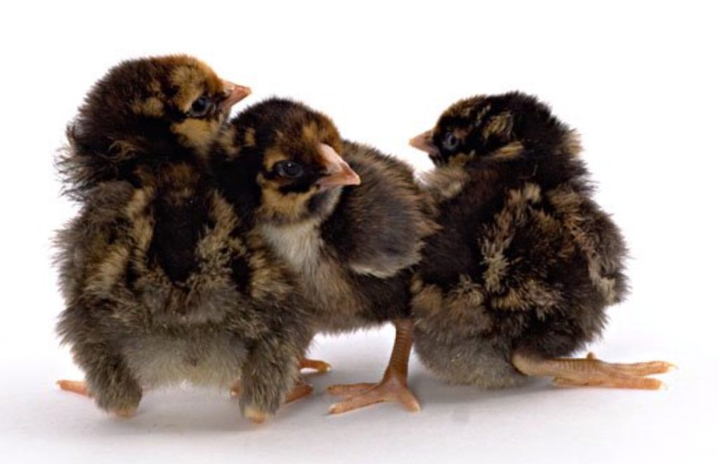 golden laced wyandotte chicks