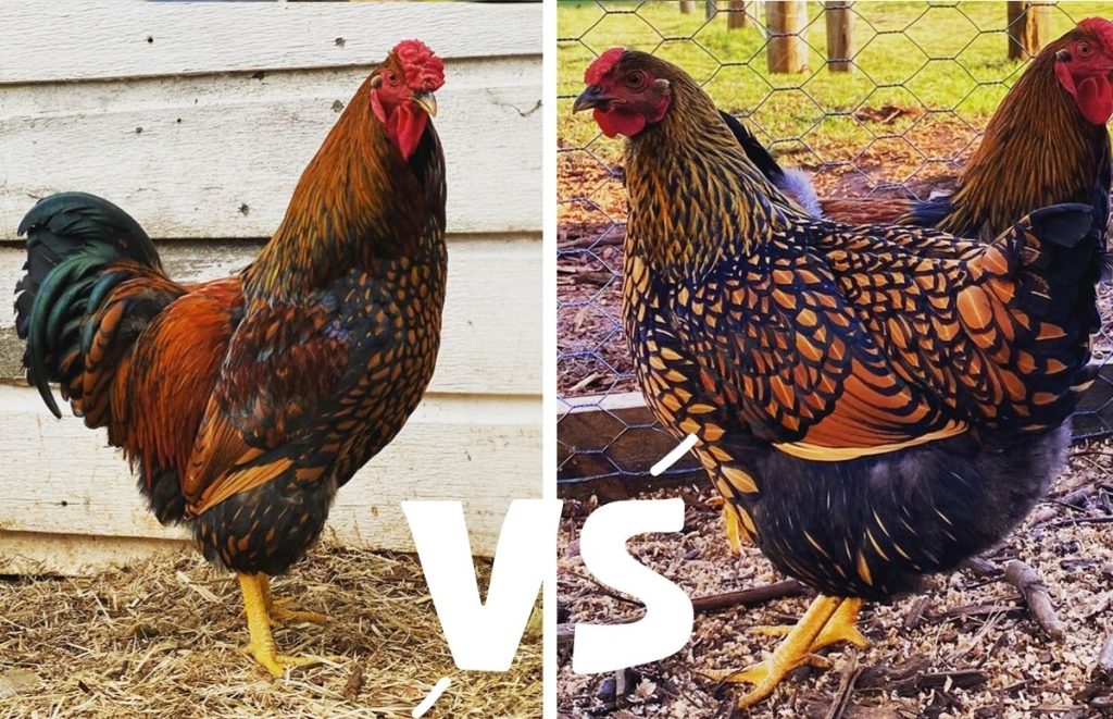 golden laced wyandotte rooster vs hen