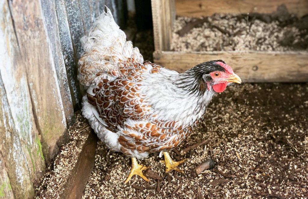 splash laced red wandotte hen inside the chicken coop