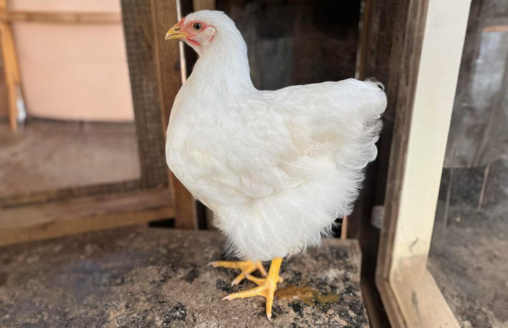 a white wyandotte hen inside the chicken coop