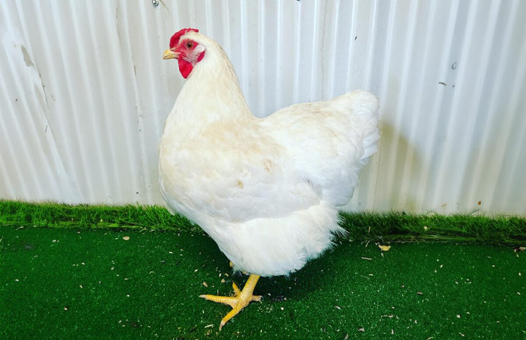 a white wyandotte hen posing in front of a white wall