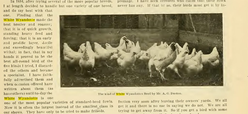 Excerpt from a 1902 poultry magazine, showing a flock of white wyandottes bred by Mr A.G. Duston in 1894