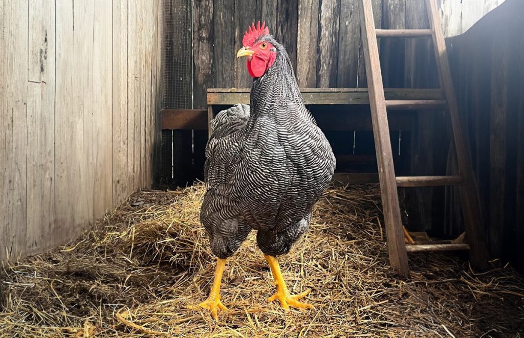 a barred plymouth rock rooster