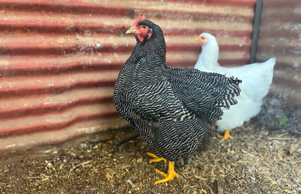 a female barred rock