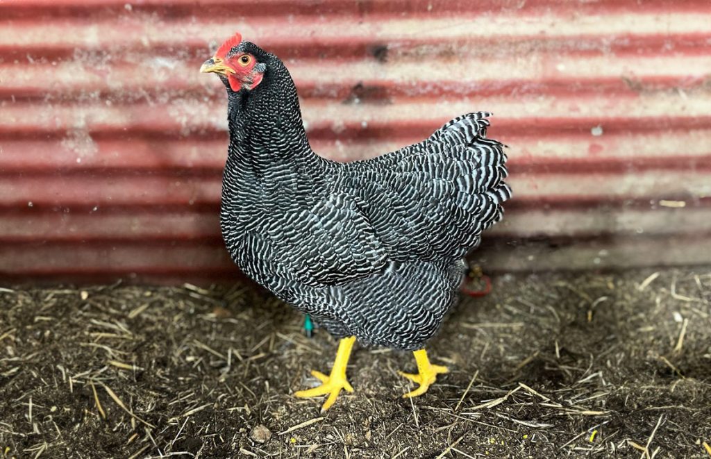 a barred plymouth rock hen