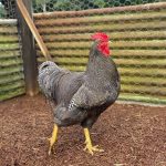 a barred plymouth rock rooster
