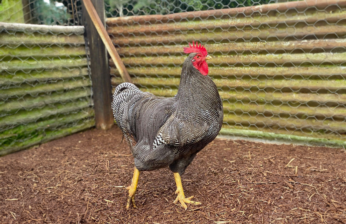 a barred plymouth rock rooster