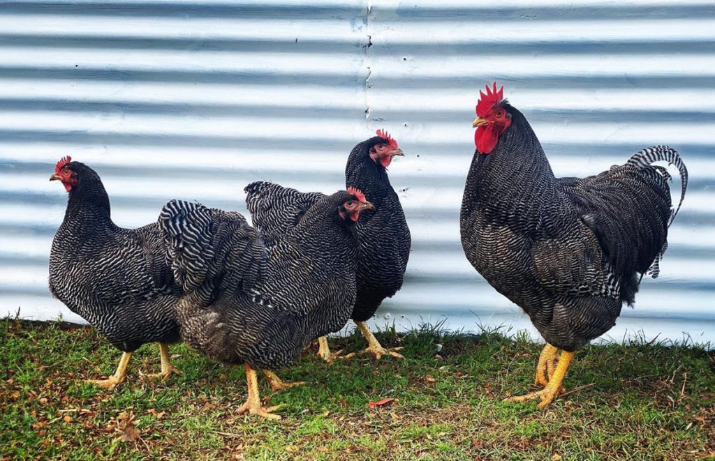 a flock of barred plymouth rock