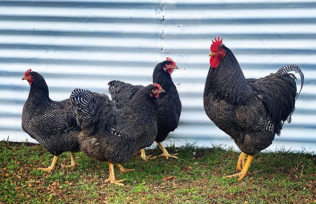 a flock of barred  plymouth rock