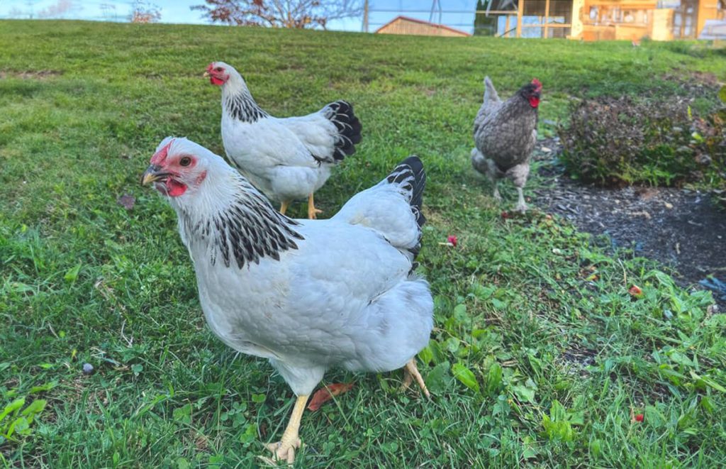 two columbian wyandotte hens running in the grass