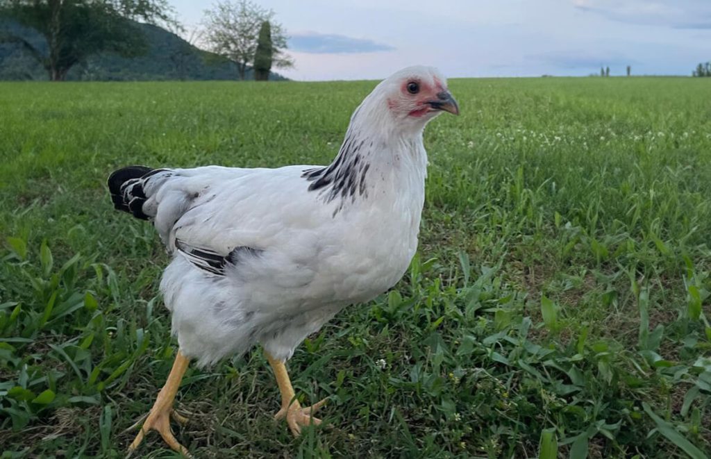 black and white columbian wyandotte pullet in a wide open field