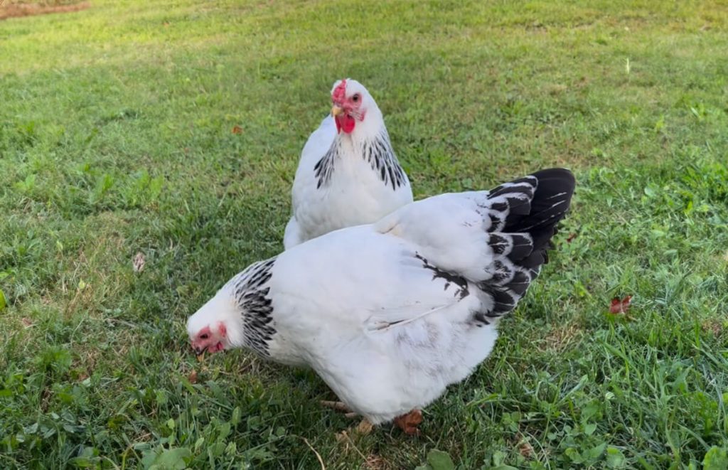 two columbian wyandotte hens foraging in grass