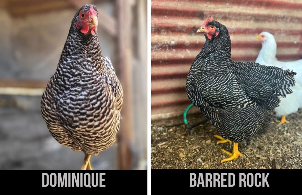 dominique chicken vs barred rock