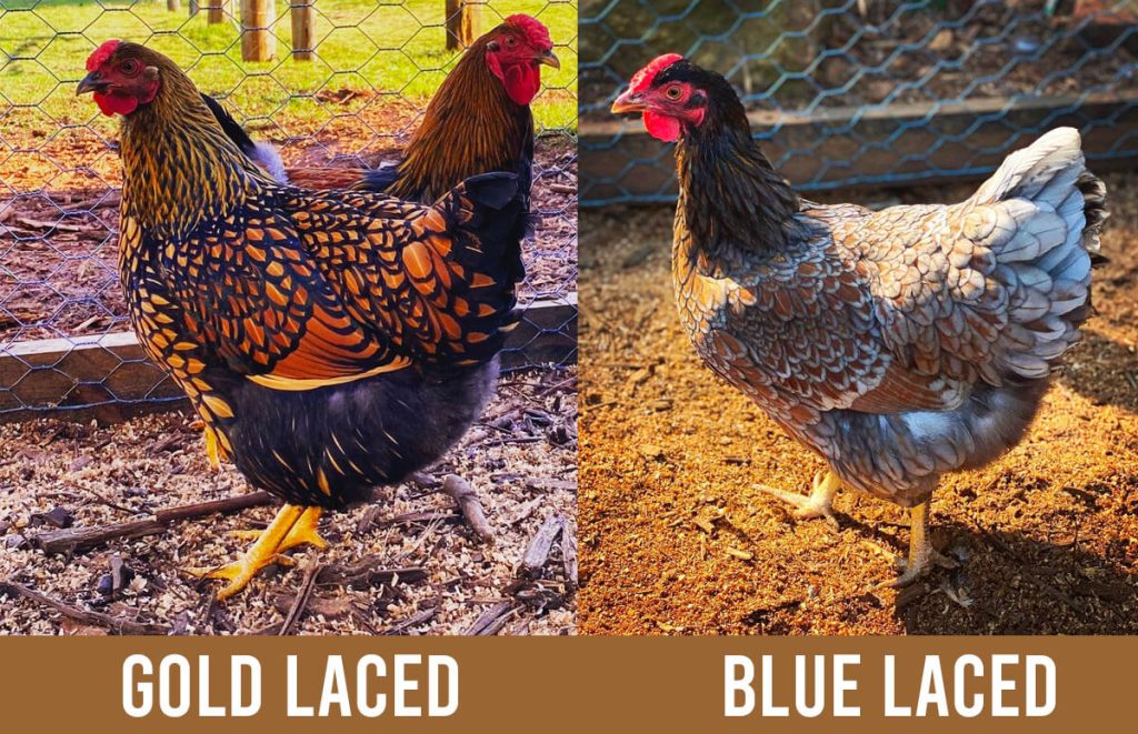 gold laced wyandotte with black lacing vs blue laced wyandotte with blue lacing and a brown ground color